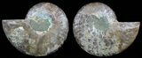 Polished Ammonite Pair - Cyber Monday Special! #51740-1